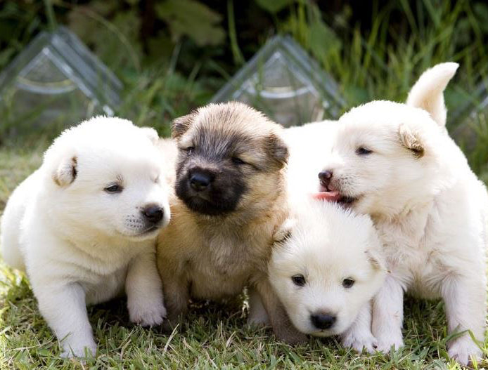 Jindo: Korea’s Most Loyal Dog