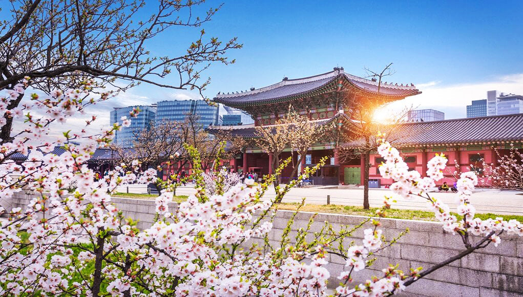The Meaning of the Mugunghwa, South Korea’s National Flower